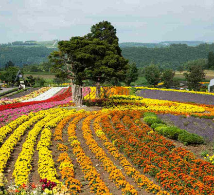 From Sapporo | Otaru & Yoichi Private Day Tour by Car with Guide 2
