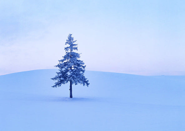 From Sapporo | Furano, Biei & Asahikawa Private Day Tour by Car with Guide 5