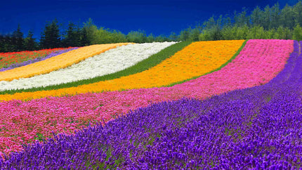 From Sapporo | Otaru & Yoichi Private Day Tour by Car with Guide