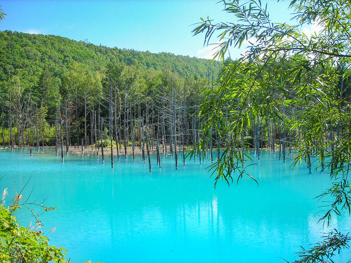 From Sapporo | Furano, Biei & Asahikawa Private Day Tour by Car with Guide 4
